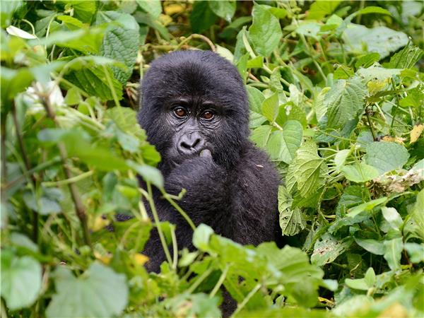 Uganda gorillas and wildlife holiday
