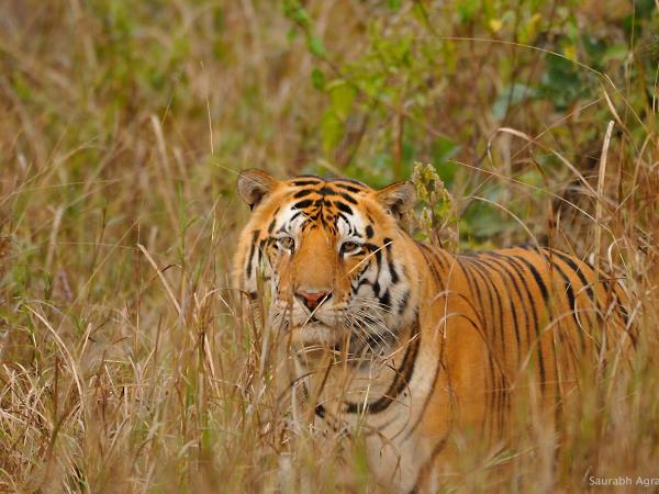 Central India vacation, culture and wildlife