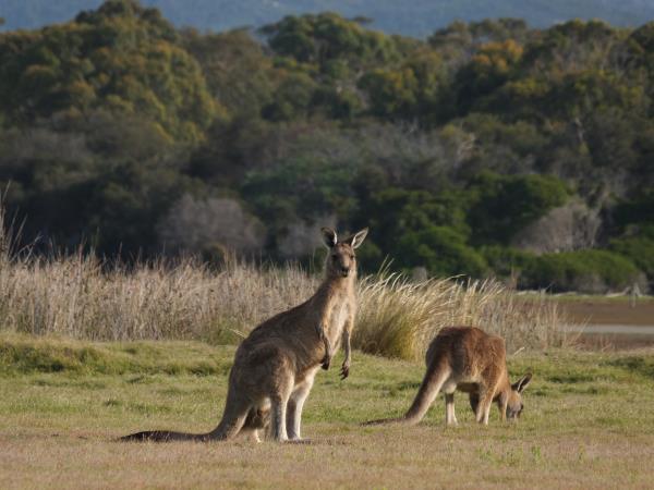 Tasmania wildlife tour 