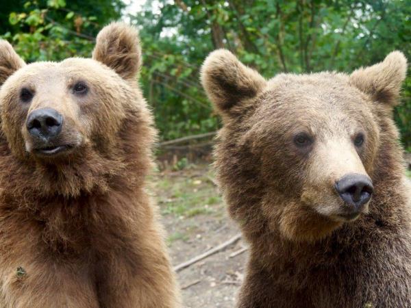 Volunteering with bears in Romania
