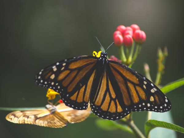 Monarch butterfly tour in Mexico